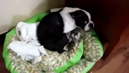 Что делать, если ваша собака нарушает правила? 🐶