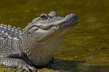 Man Finds Alligator in Front Yard