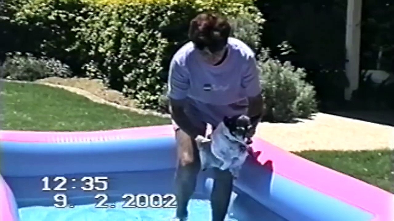 dogs diving