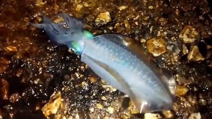 דייג-ליאור גכמן זירזור קלמארי 07/11/15 fishing