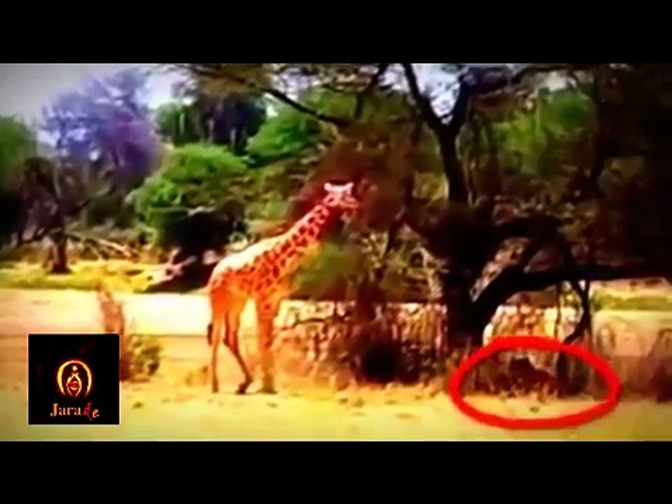 Top 3 Lion Attack Girrafe In The World ► Jarade Chanel