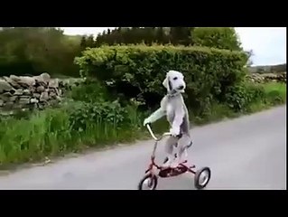 Doggie Rides a Bike!