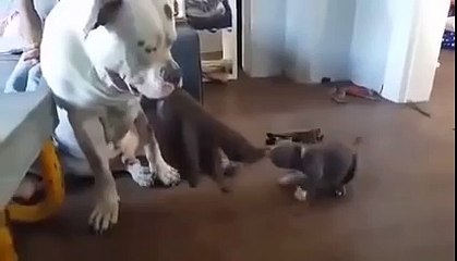 There's All Kinds Of Leg Up With The Habit