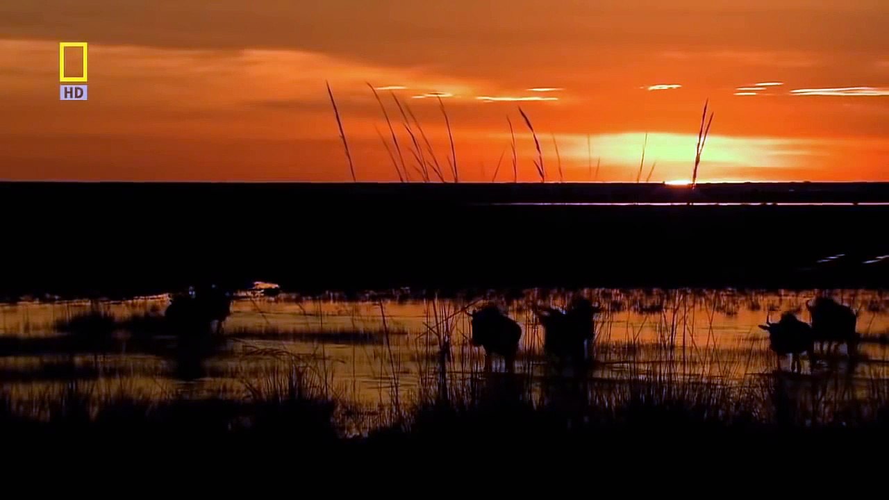 Lion Hunting Journey Wildlife Documentary Animal Planet National Geographic