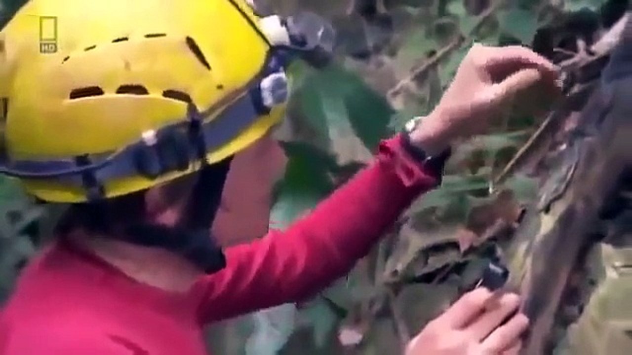 Xiaozhai Tiankeng (Heavenly Pit) The Worlds (Earths) Deepest Sinkhole