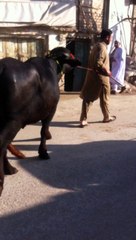 Sunat Ibrahimi 9/2015