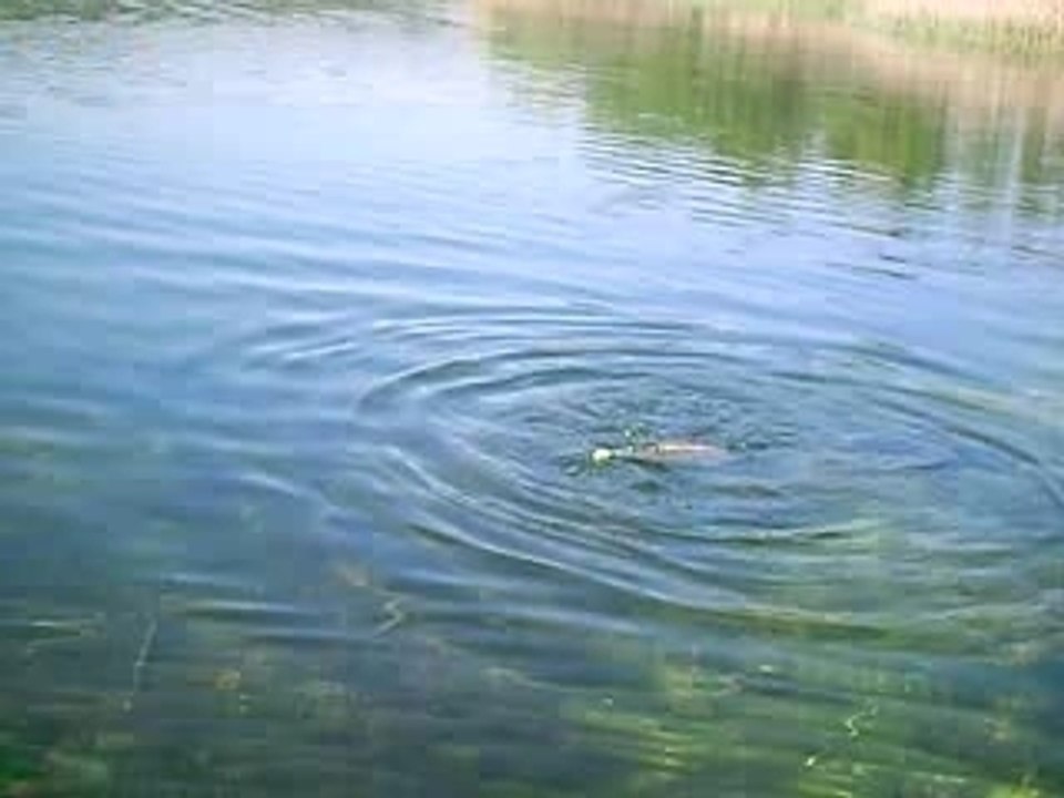 Pêche du Petit Brochet Avril 2007 003