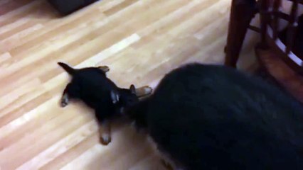 Mommy Drags Puppy Around With Her Tail