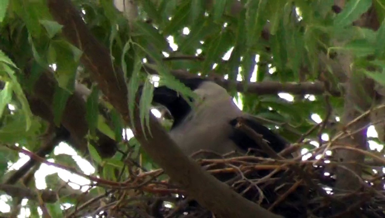 Bird and Tree