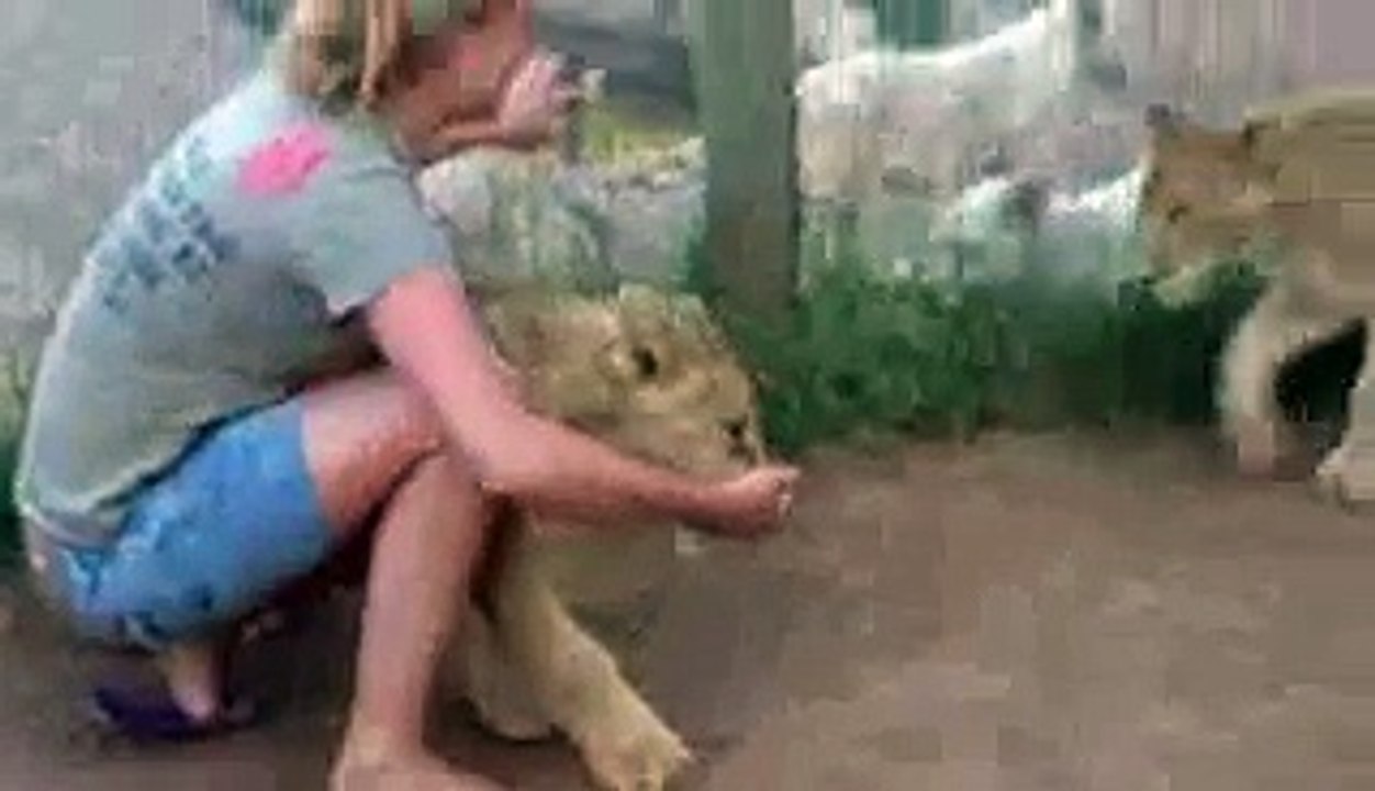 Young Lady Is Getting Mauled By Two Young Lions