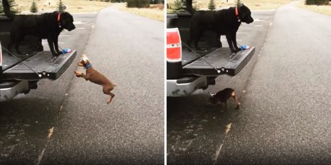 Kamyonetin Kasasına Sıçrayamayan Köpek