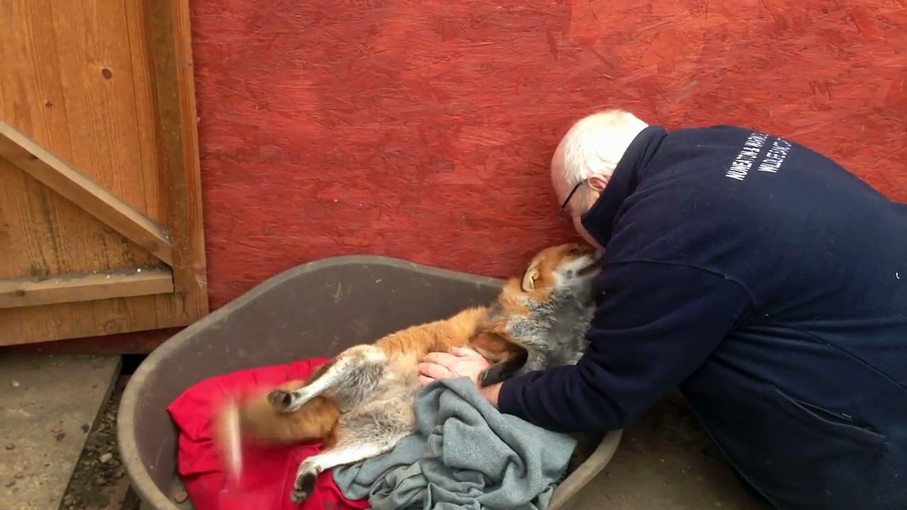 Une renarde vivant dans une réserve animalière ne peut s'empêcher de quémander les caresses de son humain favori.