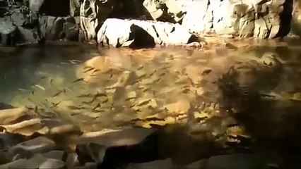 африканские цихлиды