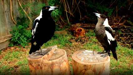 Karşılıklı Düet Yapan Kuşlar