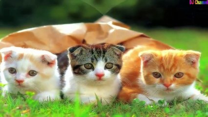 Cún Con Và Mèo Mi - Nhạc Thiếu Nhi Vui Nhộn Hay Nhất