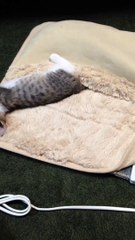 Le jour où ces chatonnes ont découvert l'existence d'un tapis chauffant... (1)