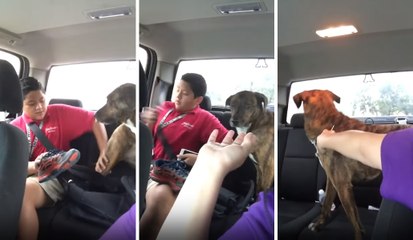 Köpek Okula Giden Sahibinden Ayrılmak İstemedi