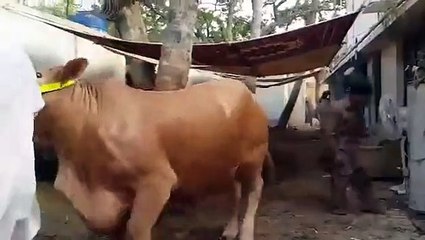 King Cow Qurbani Jinnah Cattle 2016