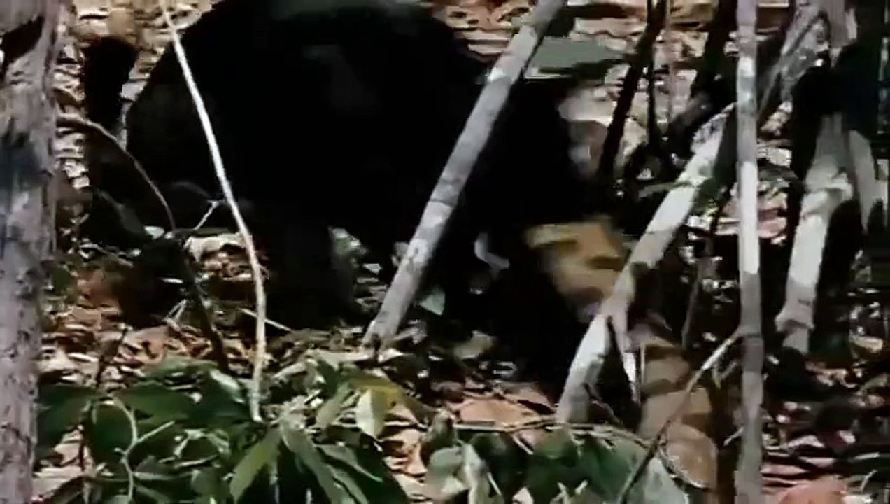Anaconda vs Jaguar_(360p)