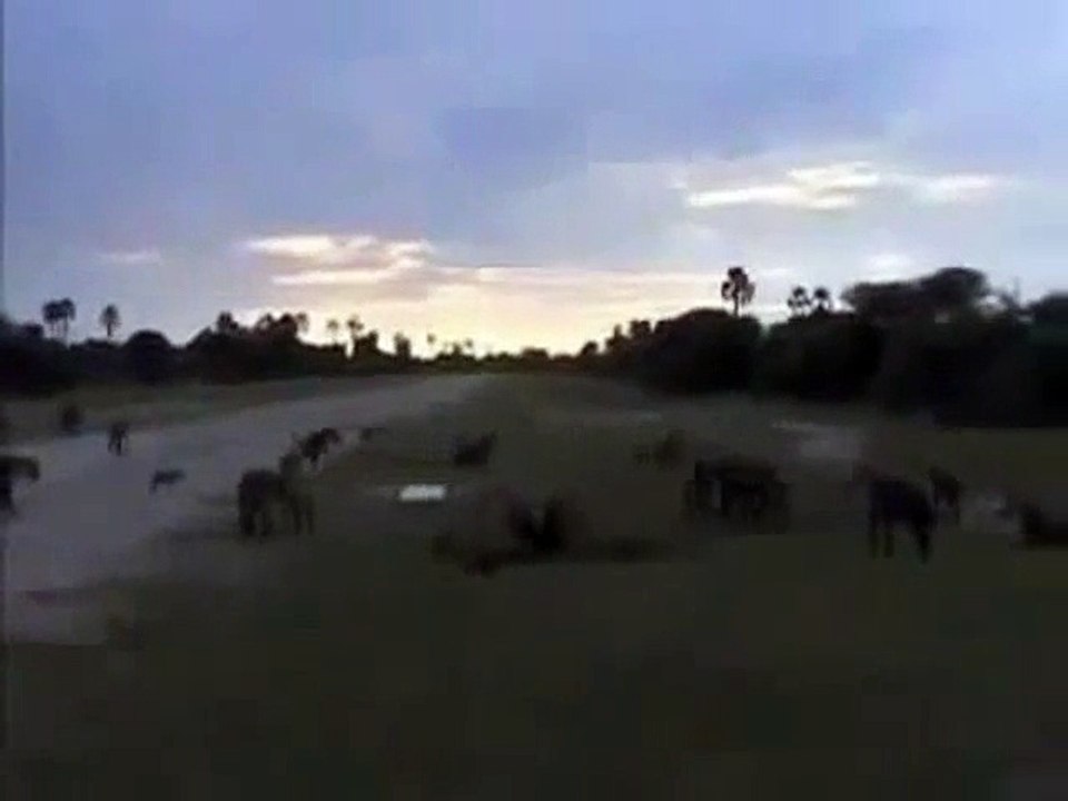 Animal  HYENAS VS LIONS LIVE   ENEMY ATTACKS TWO REAL WILD wild NEW funny attack