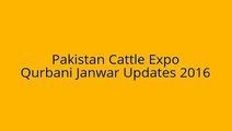 Black Qurbani Bulls Jinnah Cattle Farm 2016