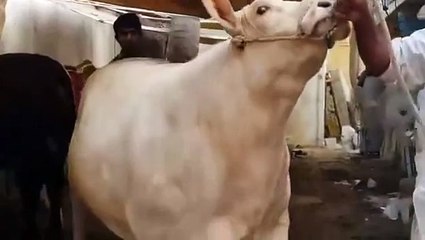 Beautiful Qurbani Cow Jinnah Cattle Farm 2016