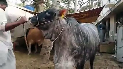 Another amazing color Qurbani Cow Jinnah Cattle 2016