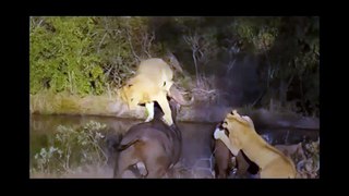 Animal Fights - Best Wild Animal Fights  Lion Attack Compilation New!!!   [Full HD]