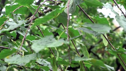 Cristina + Robert ~ Wedding highlights film