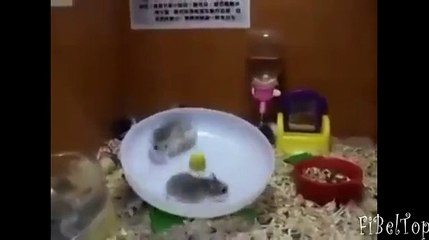 Смешное видео про животных 2.