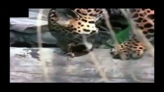 Crocodile vs Jaguar_(360p)