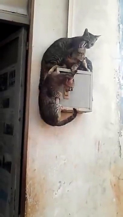funny cat video