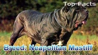 TOP 10 BIGGEST DOGS IN THE WORLD 2015 - LARGEST DOG BREEDS