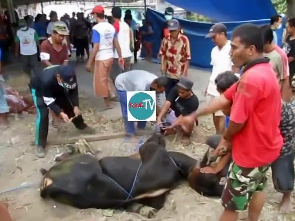 Sapi ngamuk sebelum di sembelih
