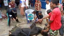 Sapi ngamuk sebelum di sembelih