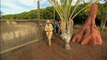 Steve Irwin Zoo | 15 year old Bindi video