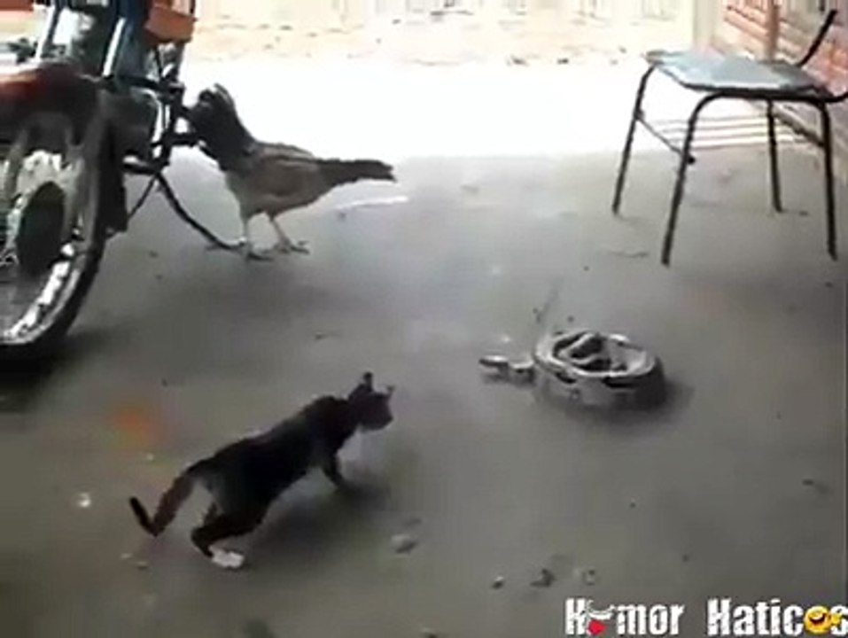 funny video 32