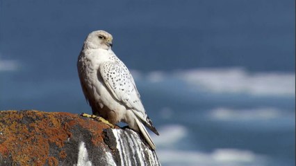 PBS Nature 2008 White Falcon White Wolf 720p