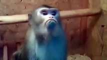 Trip Atan Maymun - Komik videolar - Funny videos