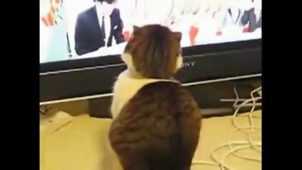 Funny Cats(awesome compilations)