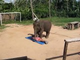 Elephant in ZSL London Zoo Doing Massage