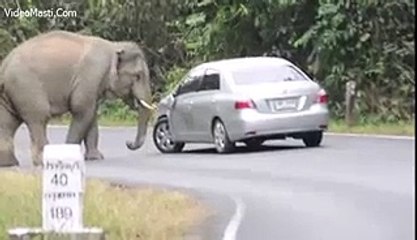 Wild Elephant Ne Car Ka Kabada Kar Diya