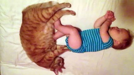Little Baby And Fat Cat Massage Each Other