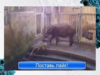 DISASSEMBLY OF WILD ANIMALS IGUANA AGAINST THE TAPIR