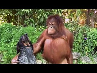 Funny pranks Try not to laugh funny videos fail compilation 2015 funny girls 10