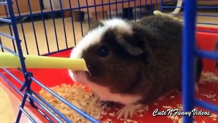 Cute guinea pigs. Funny domestic guinea pigs