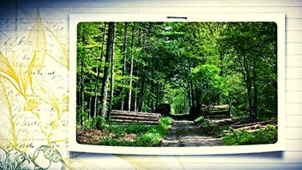 Svetlana Stevic i NO Zarka Milanovica - Zelen jela rasla