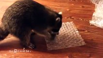 I could not resist. Raccoon eats balls