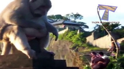 Animais bonitos e grandes. Gordura animal engraçado