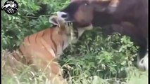 Animal attacks, tiger vs buffalo best attacks compilation ever HD